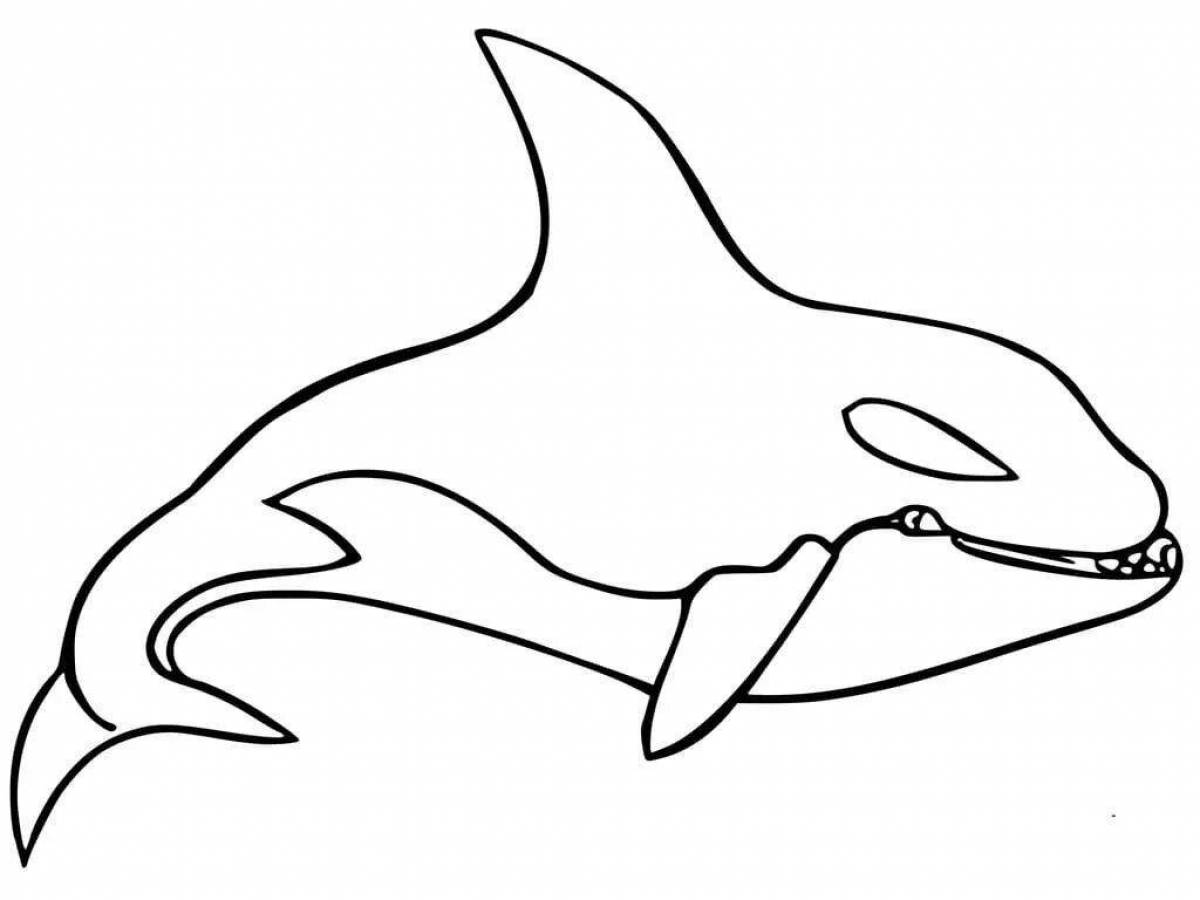 Colouring dazzling killer whale