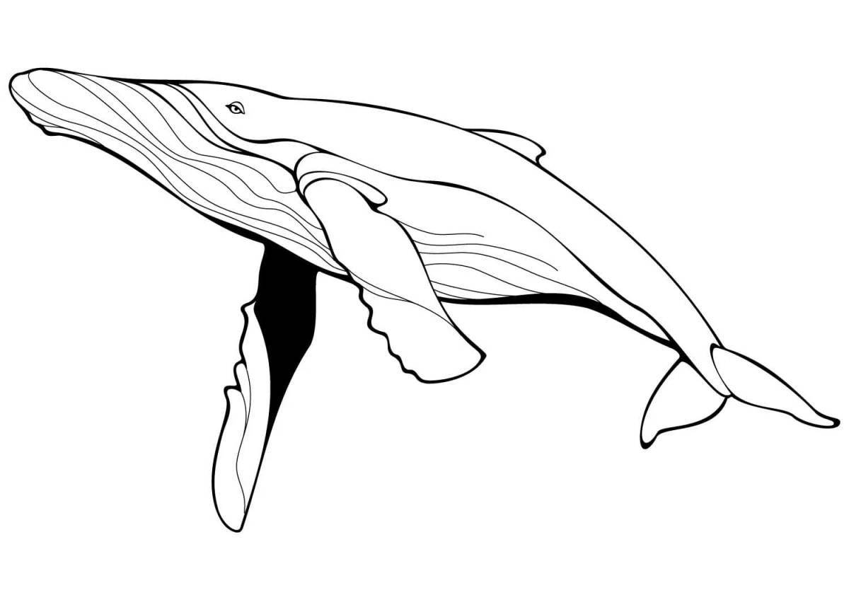 Charming killer whale coloring book