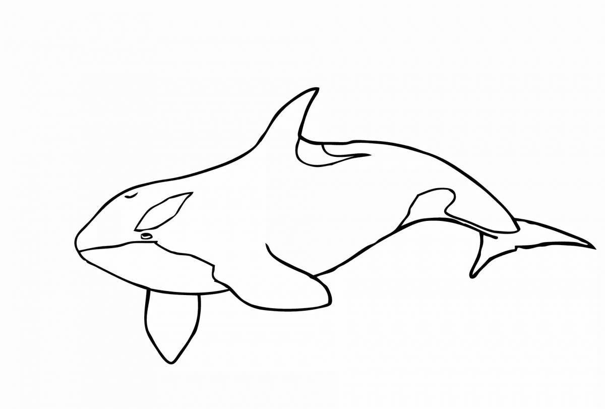 Coloring book gorgeous killer whale