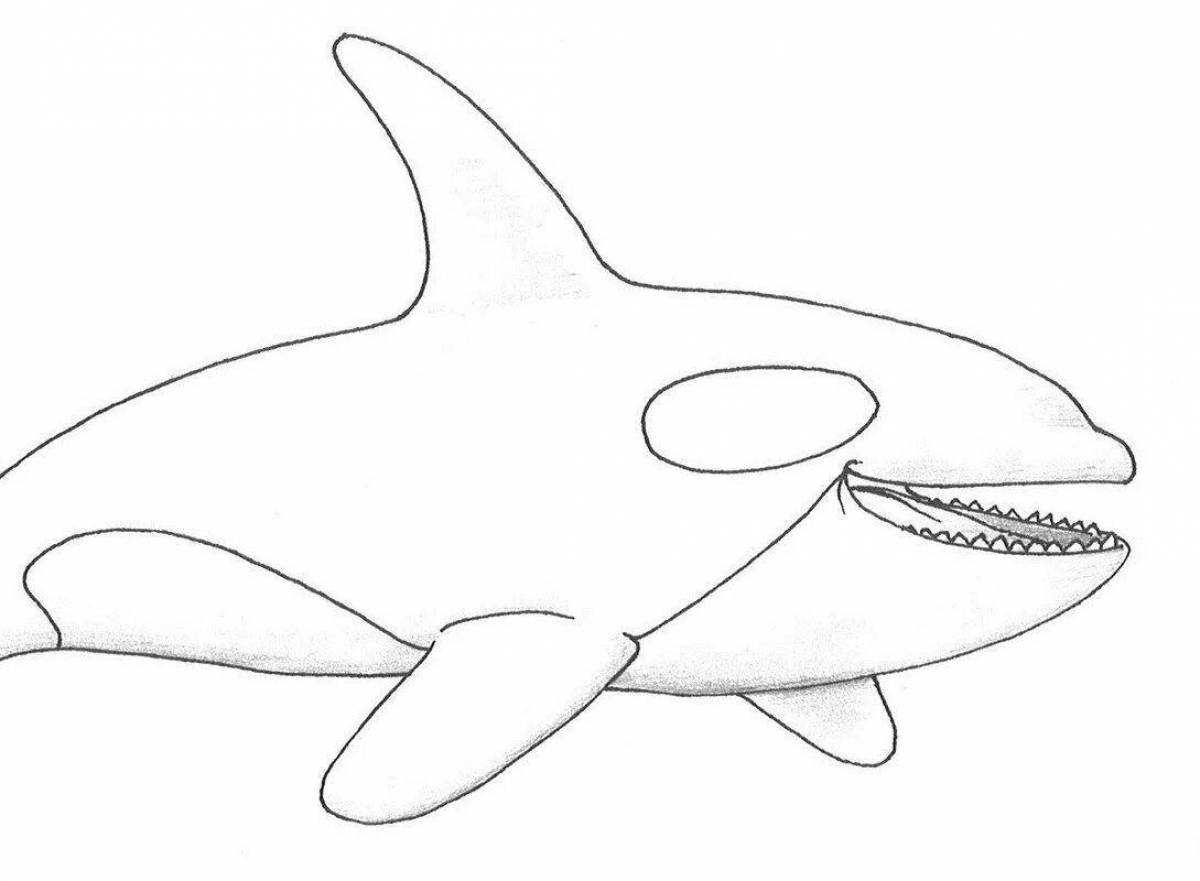 Exciting killer whale coloring book