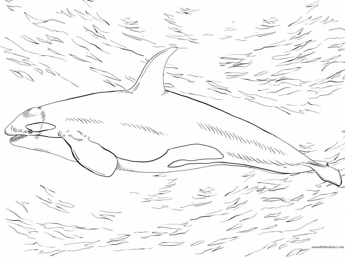 Unique killer whale coloring page