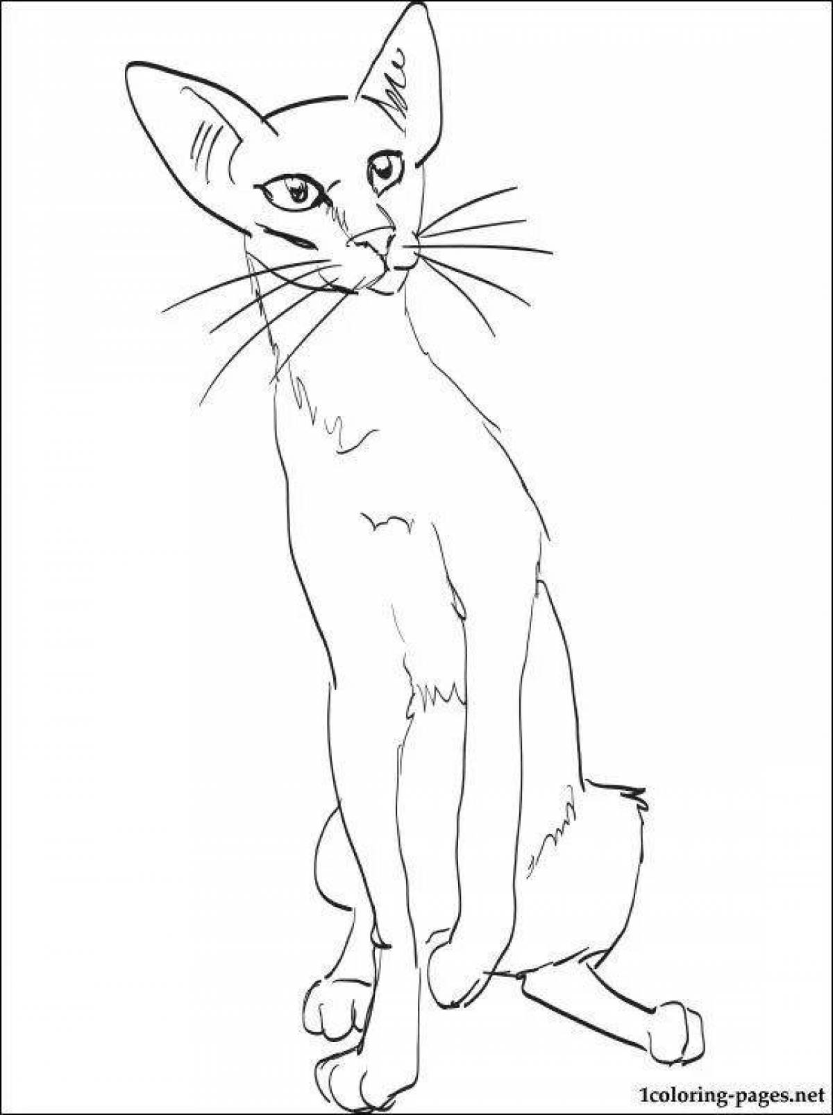 Абиссинская кошка раскраска