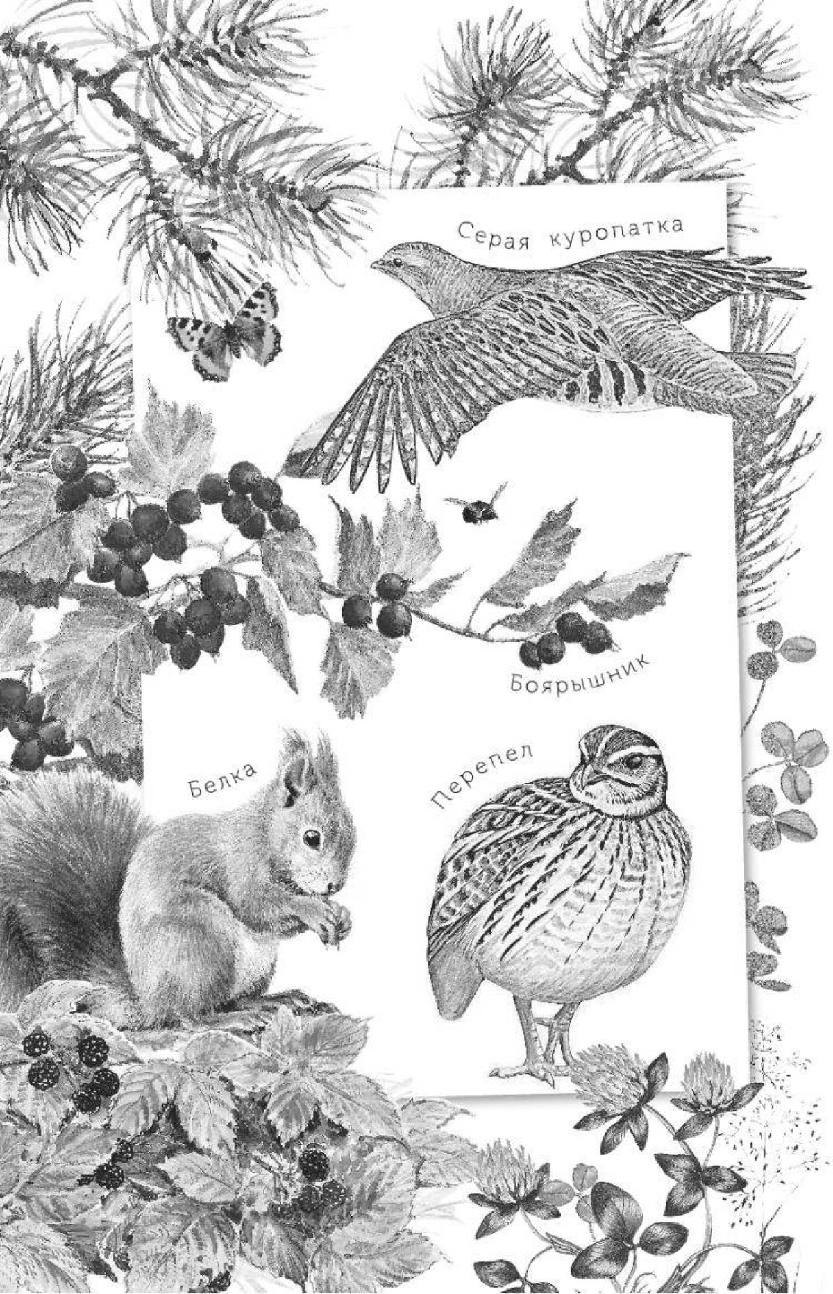 Brilliant coloring whose nose is better than Bianca's