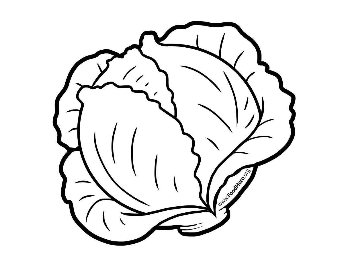 Outstanding cabbage drawing for kids
