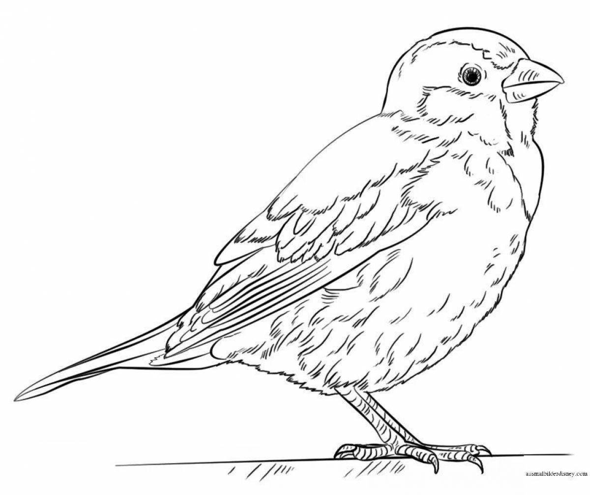 Colorful sparrow coloring page