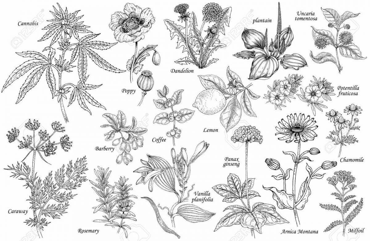 Charming coloring of medicinal plants