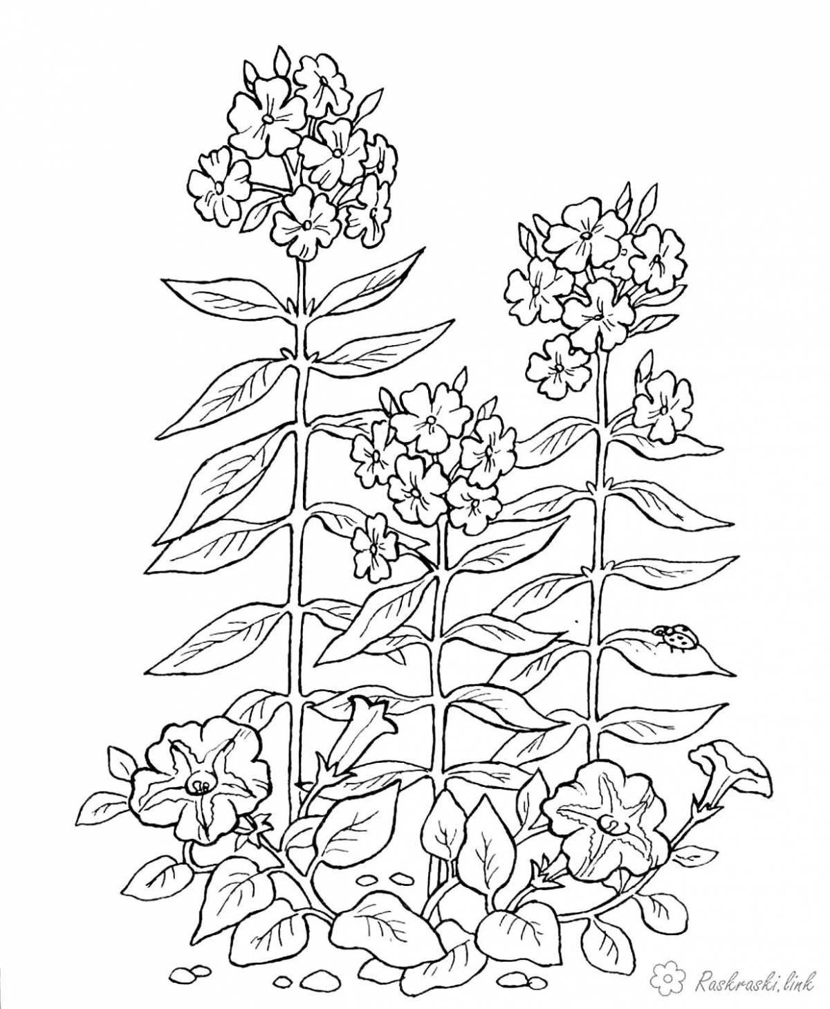 Large coloring book of medicinal plants