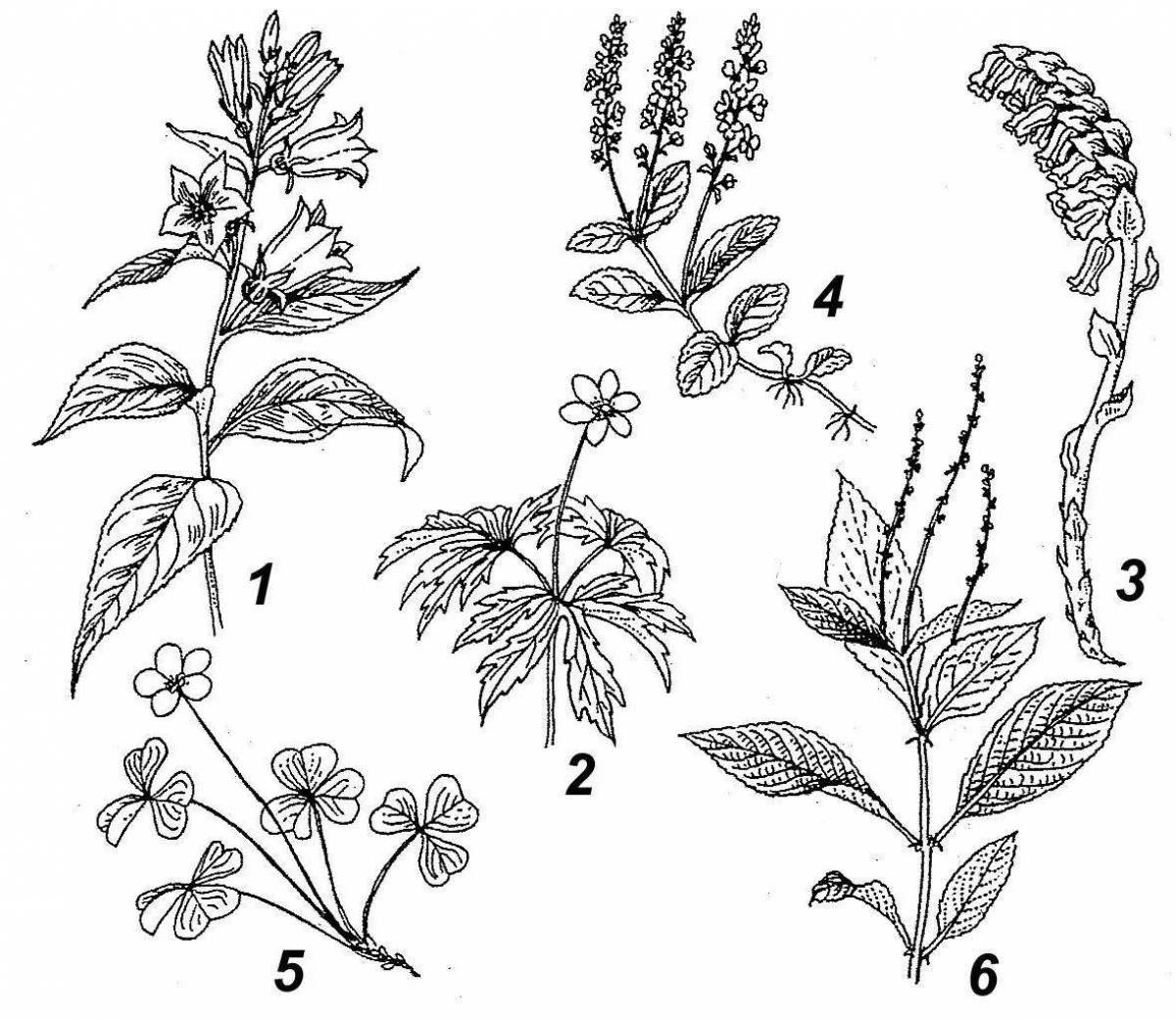 Exquisite coloring of medicinal plants