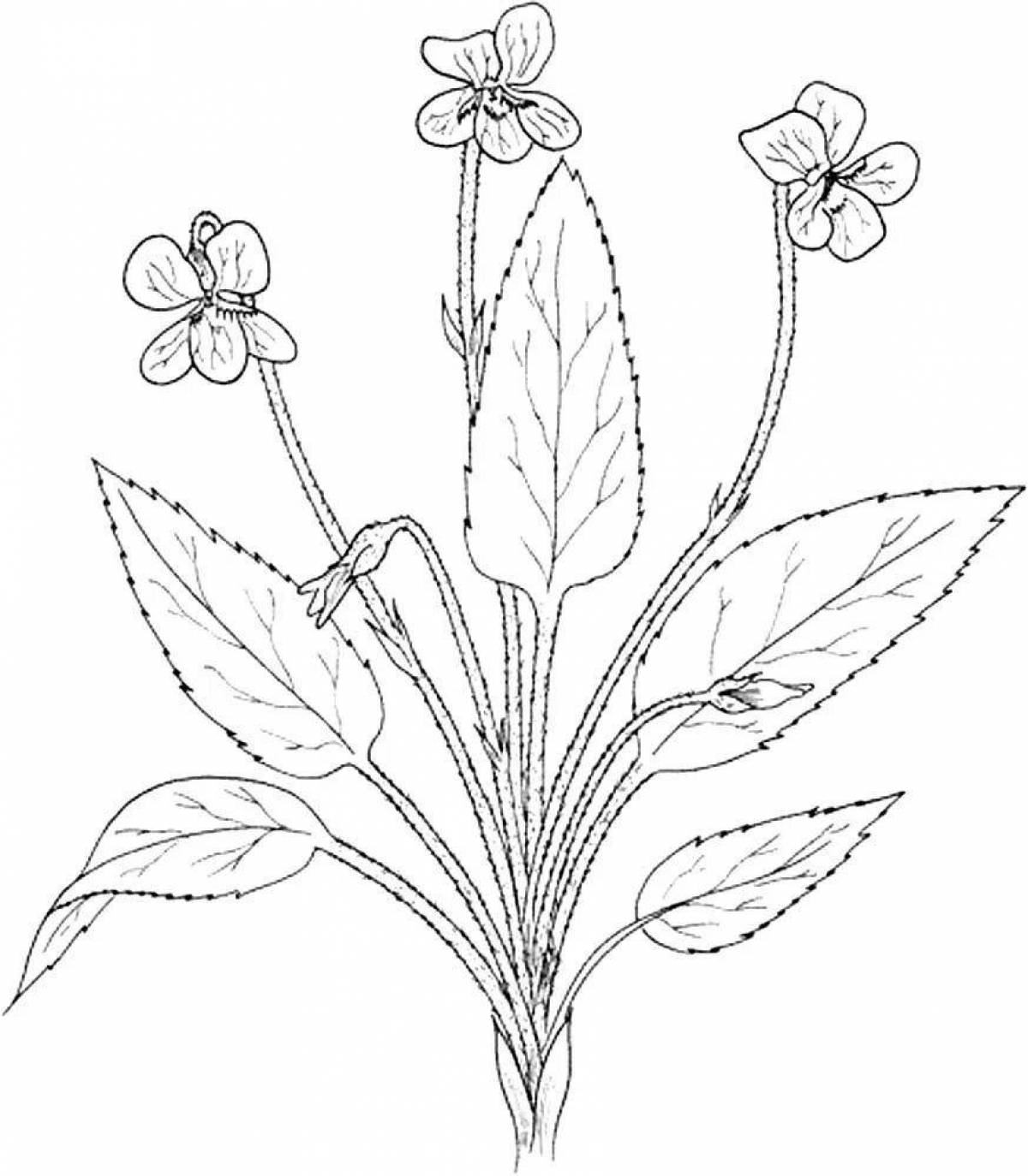 Artistic coloring of medicinal plants