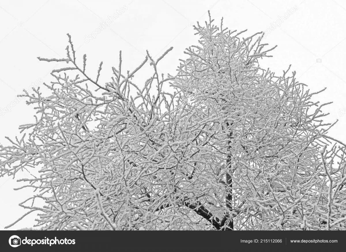 Majestic frost on trees for kids