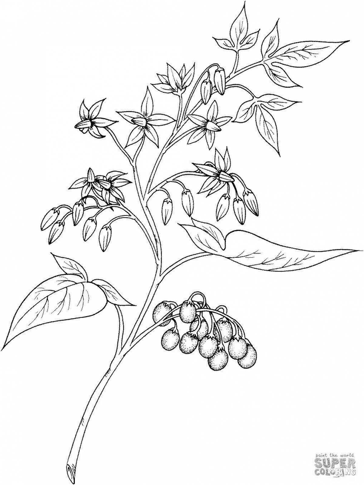 Colorful poisonous plants coloring pages for kids