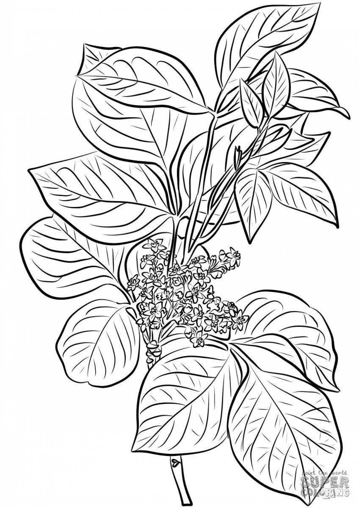 Fun coloring pages of poisonous plants for kids