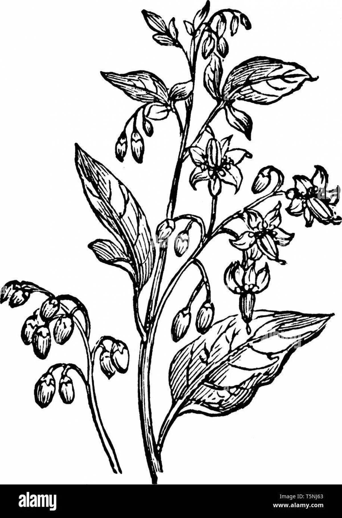 Incredible coloring pages of poisonous plants for kids