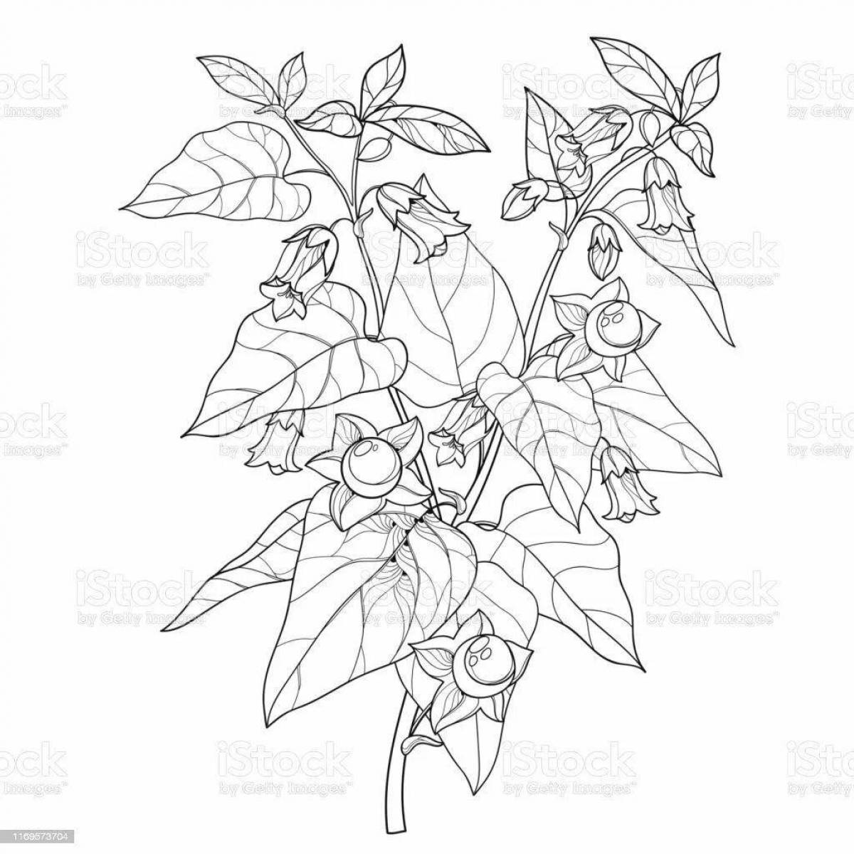 Coloring book of outstanding poisonous plants for children