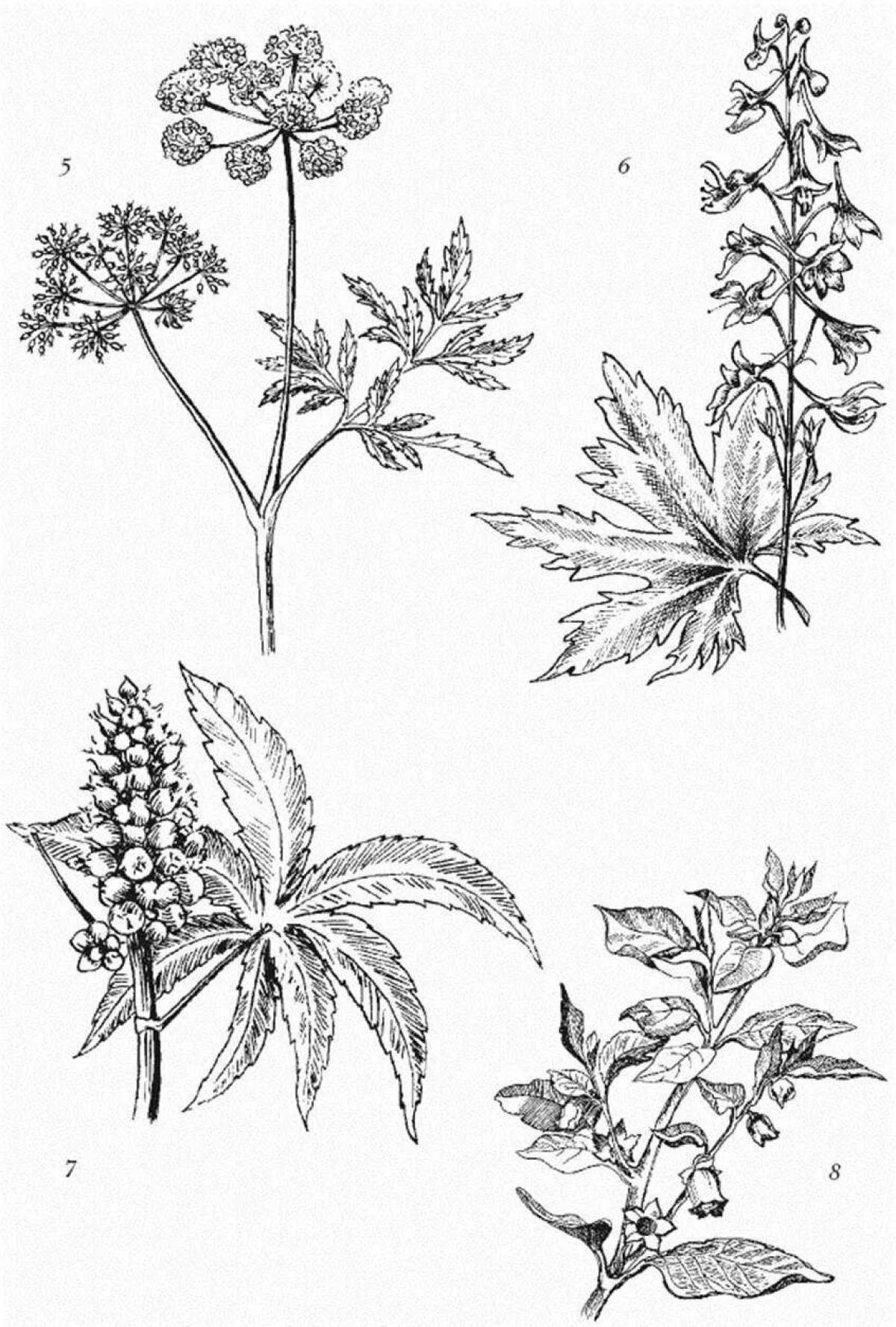 Photo Miraculous poisonous plants coloring pages for kids
