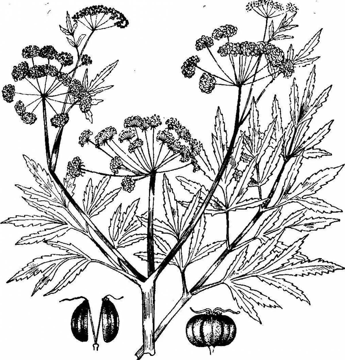 Coloring pages with poisonous plants for children