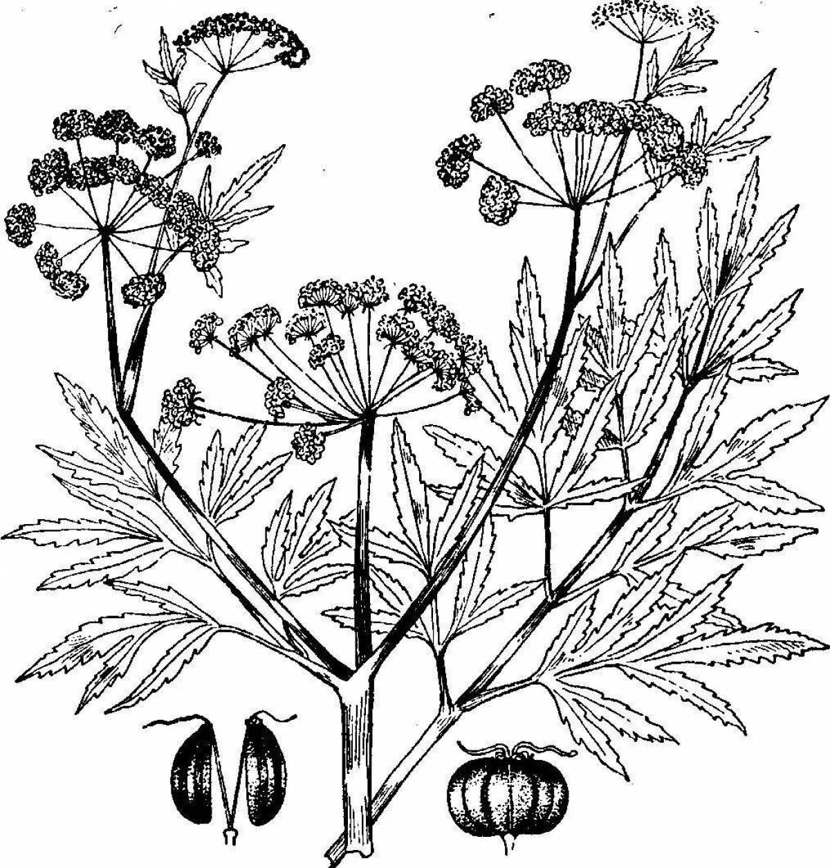 Раскраски с ядовитыми растениями для детей
