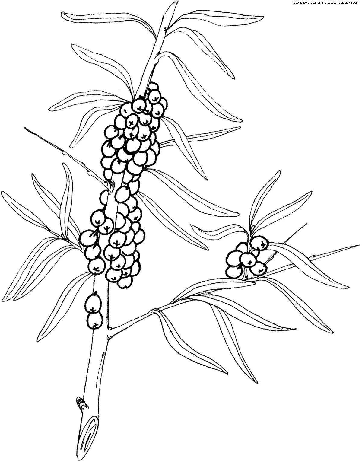 Amazing poisonous plants coloring pages for kids