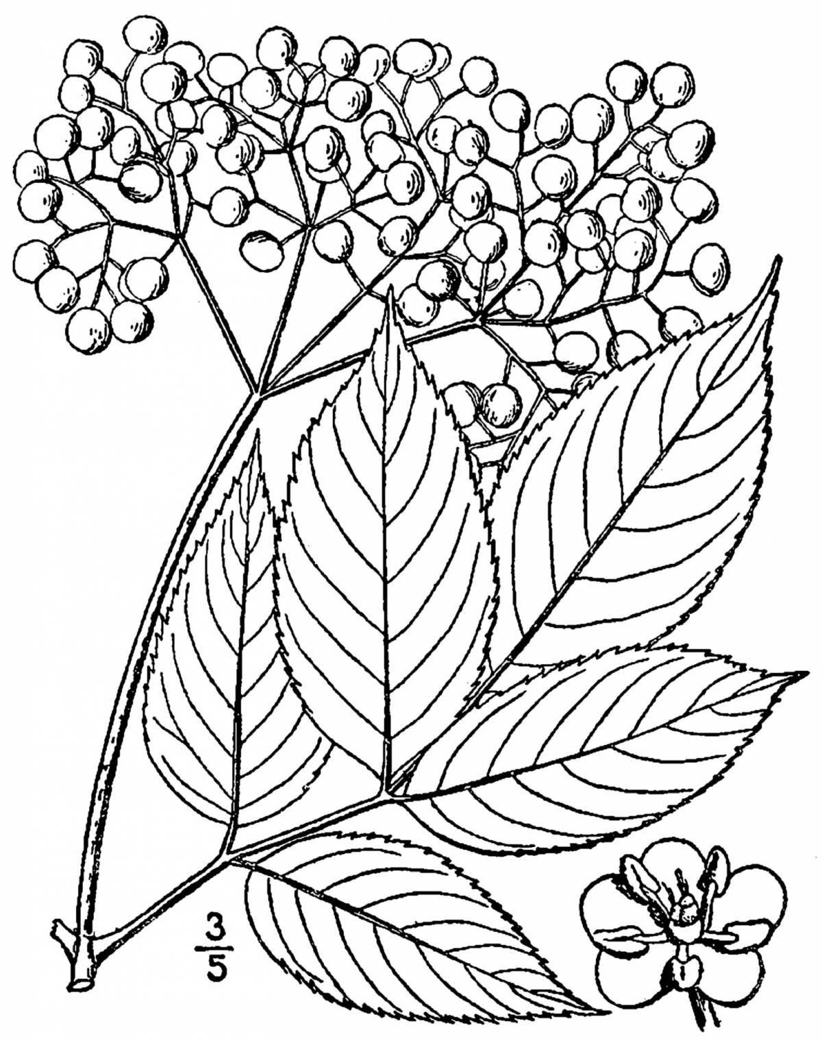 Photo Adorable poisonous plants coloring pages for kids