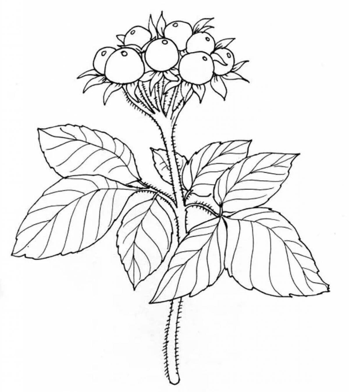 Coloring book for kids with alluring poisonous plants