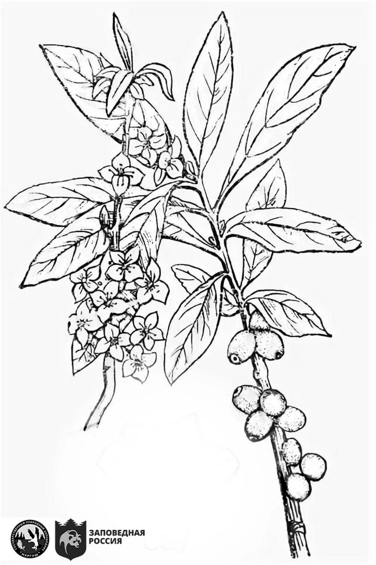 Intriguing poisonous plants coloring pages for kids
