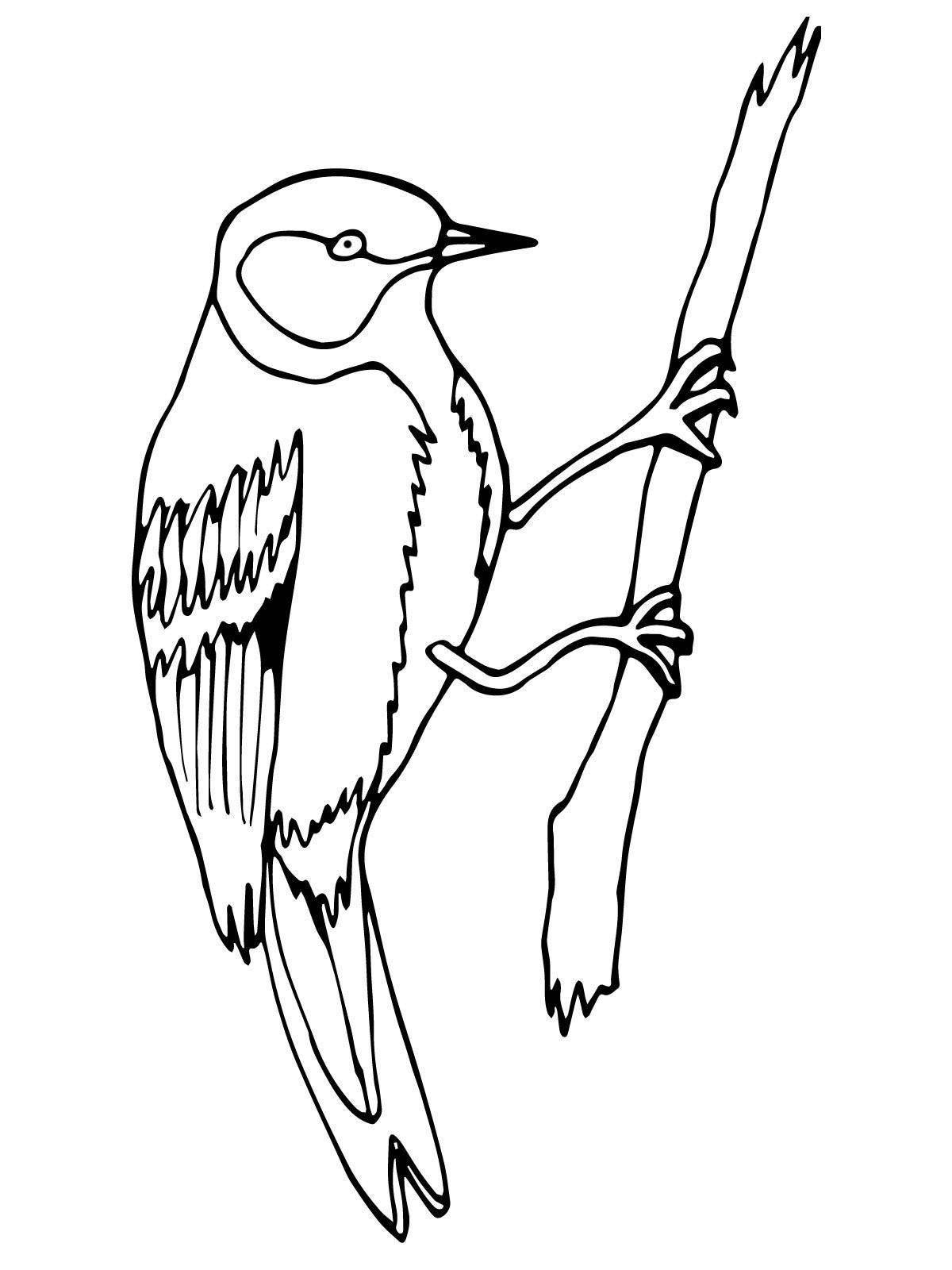 Раскраска сияющая сова