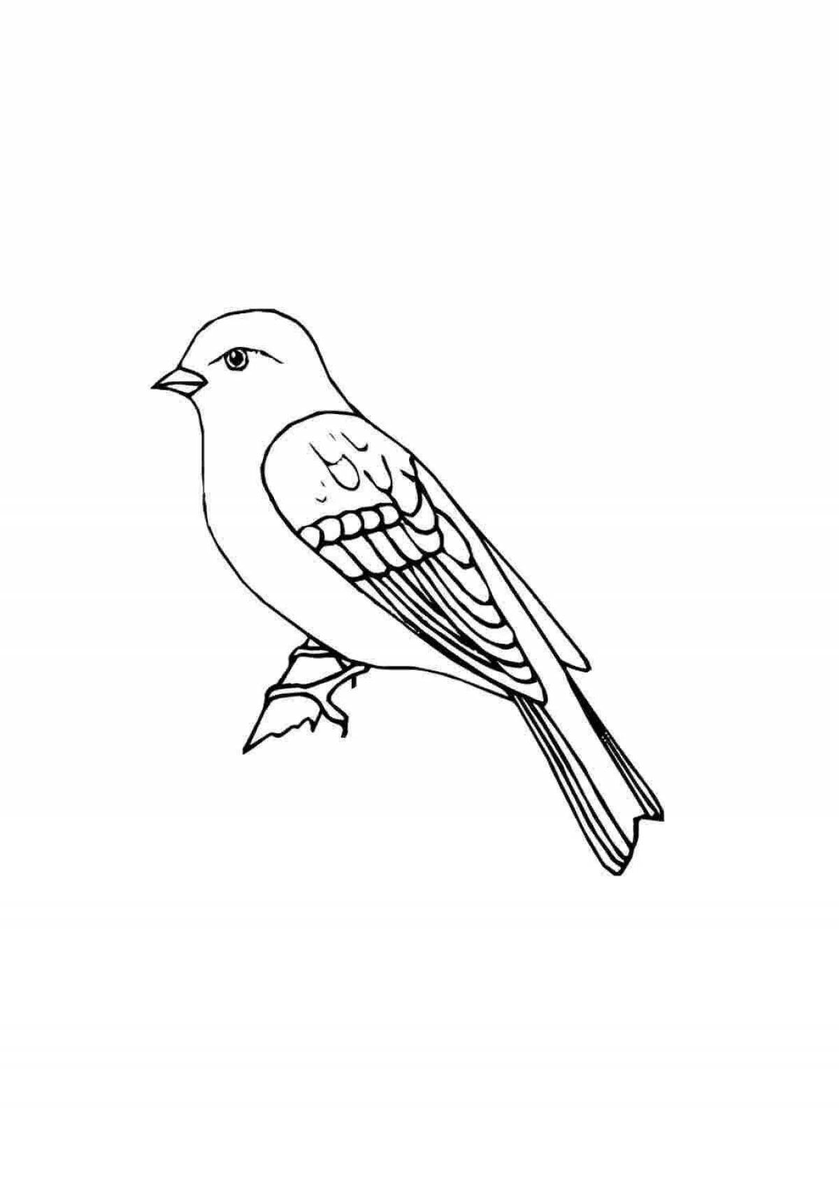 Анимированная страница раскраски попугаев