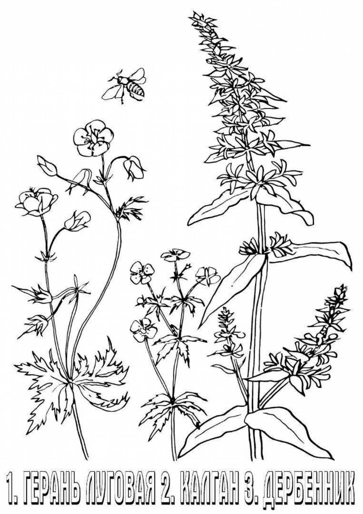 Травянистое растение рисунок. Лекарственные растения раскраска. Лекарственные растения раскраска для детей. Лечебные растения раскраска. Лекарственные травы раскраска.
