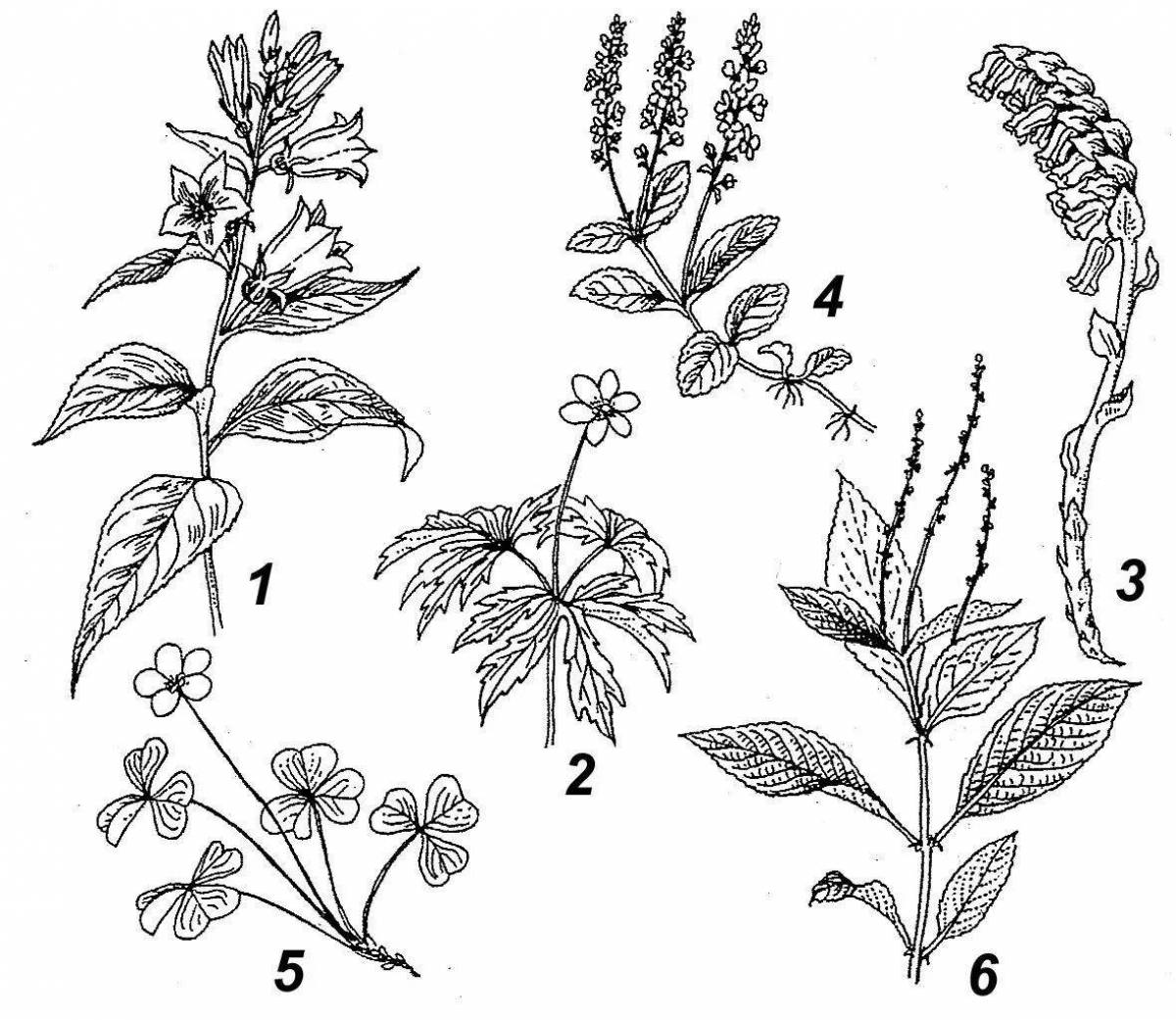 Рисунки для растения 4 рисунка. Лечебные растения. Лекарственные травы. Травянистое растение рисунок. Травянистые растения раскраска.