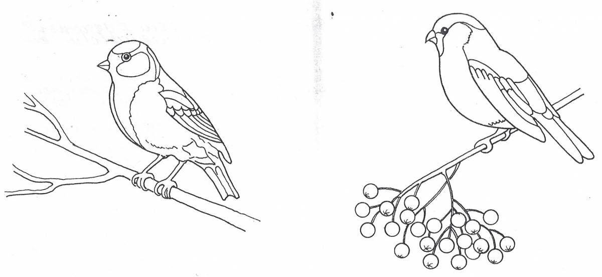 Amazing coloring pages of wintering birds for children 4-5 years old