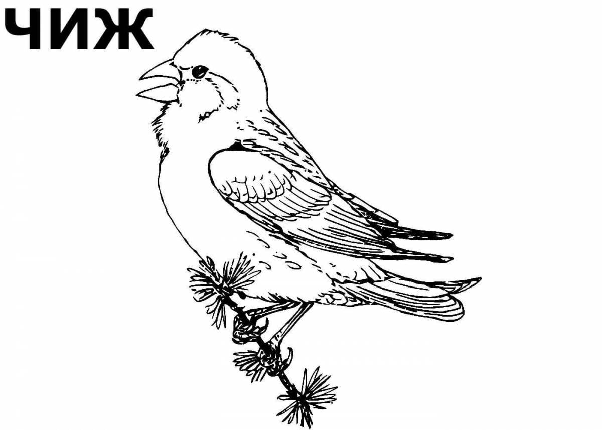 Coloring pages of wintering birds for children 4-5 years old
