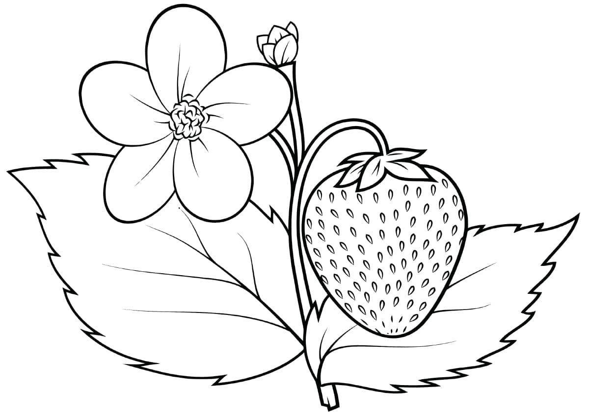 Playful strawberry coloring book