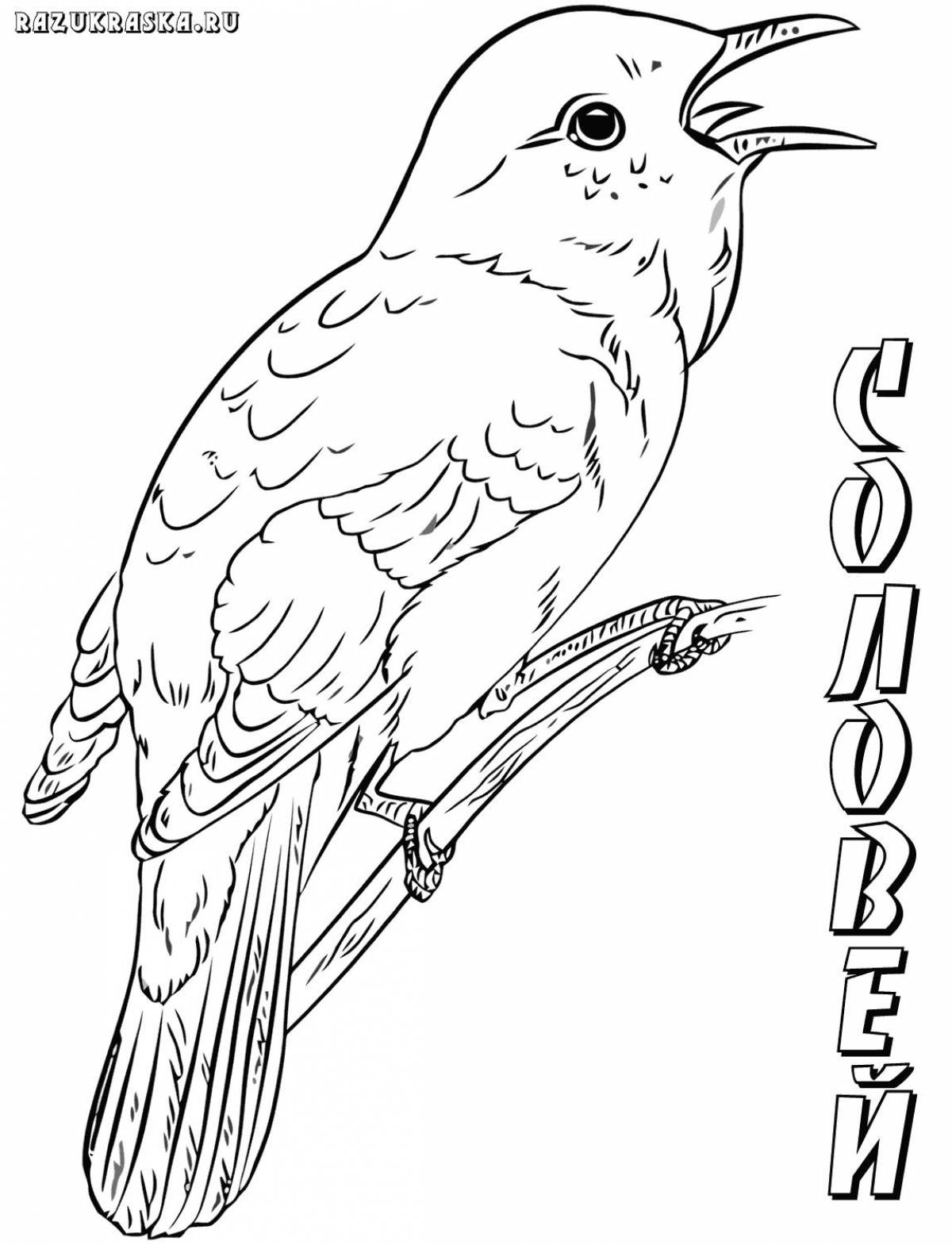 Adorable wintering birds coloring book for children 5-6 years old