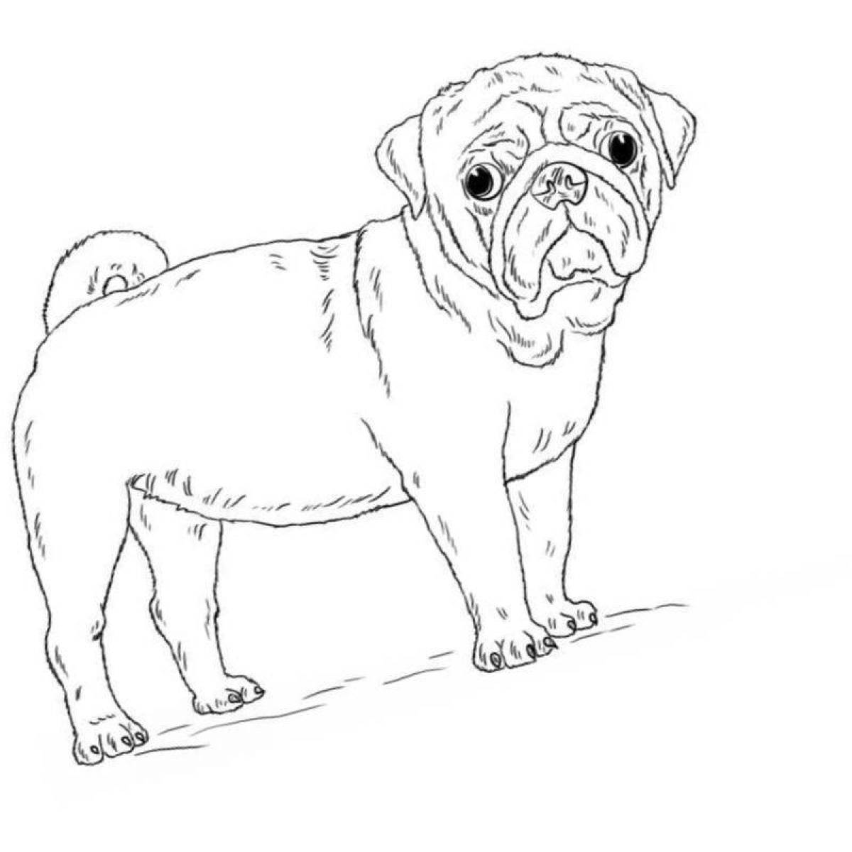 Colorful pug caterpillar coloring page