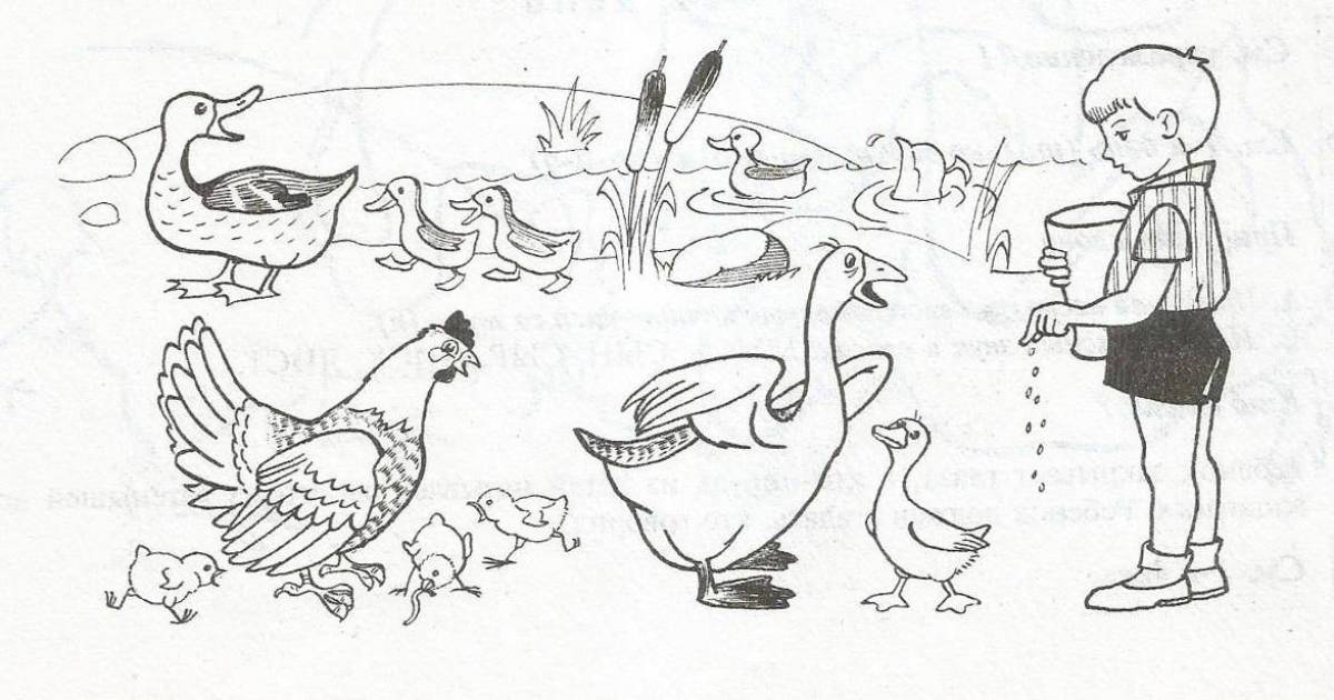 Playful poultry coloring page