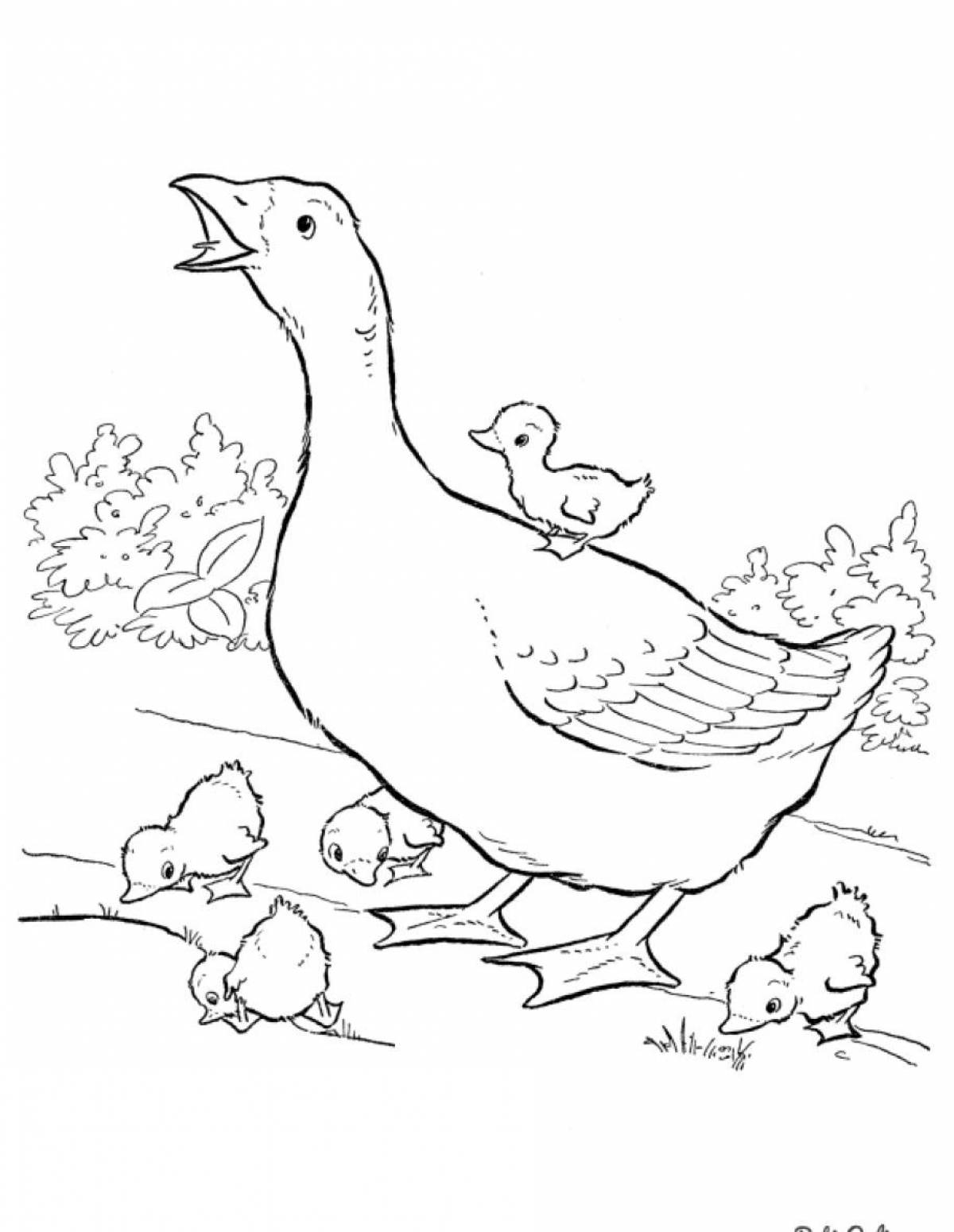 Fat poultry coloring page