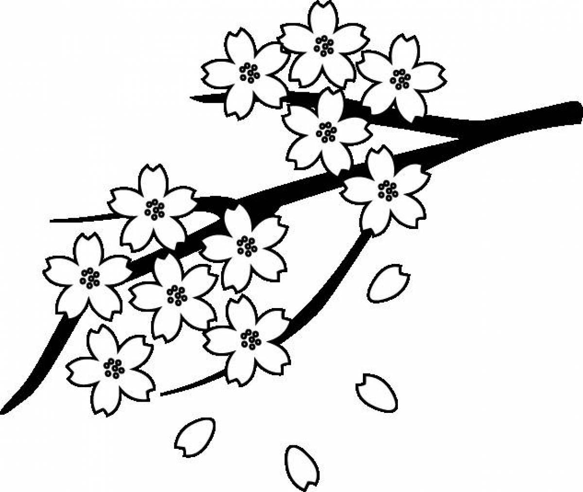 Ветка цветущей Сакуры раскраска