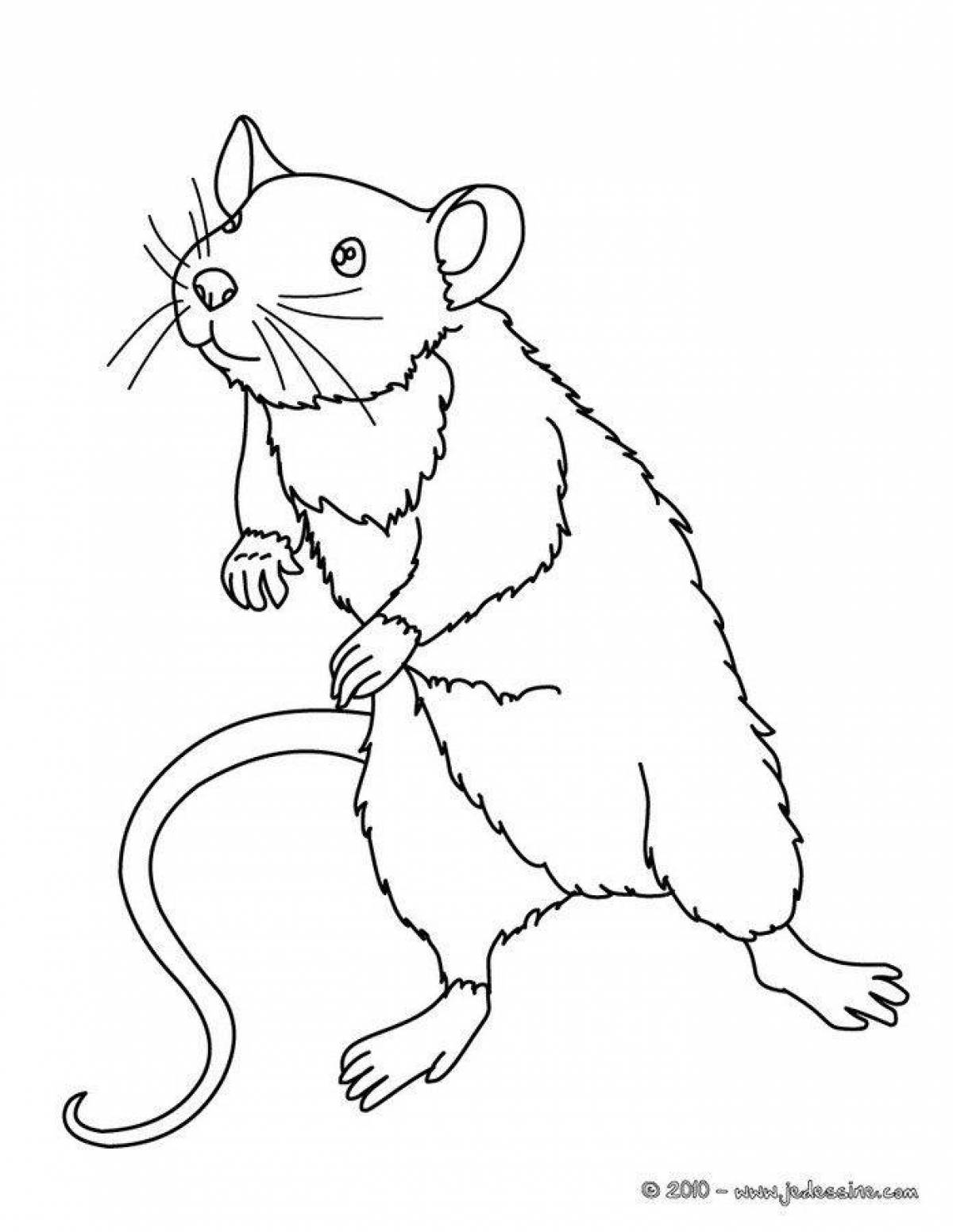 Joyful coloring rat
