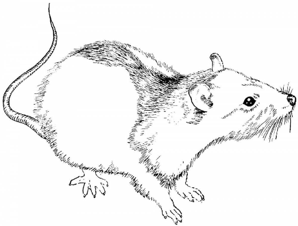 Раскраска Крыса — Мир раскрасок