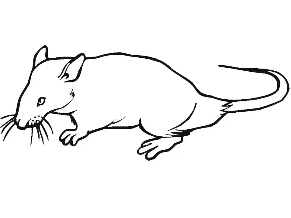 Zany coloring rat