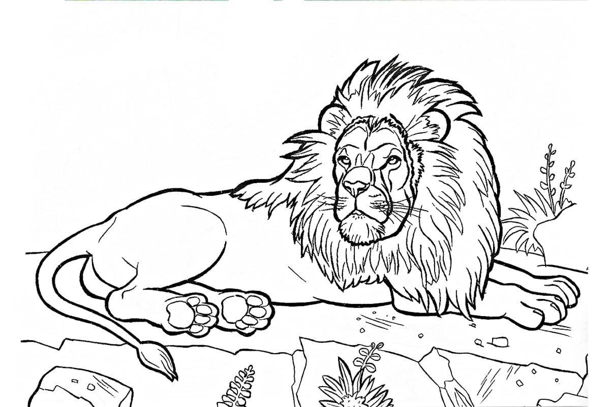 Fun coloring book of wild animals for 6-7 year olds