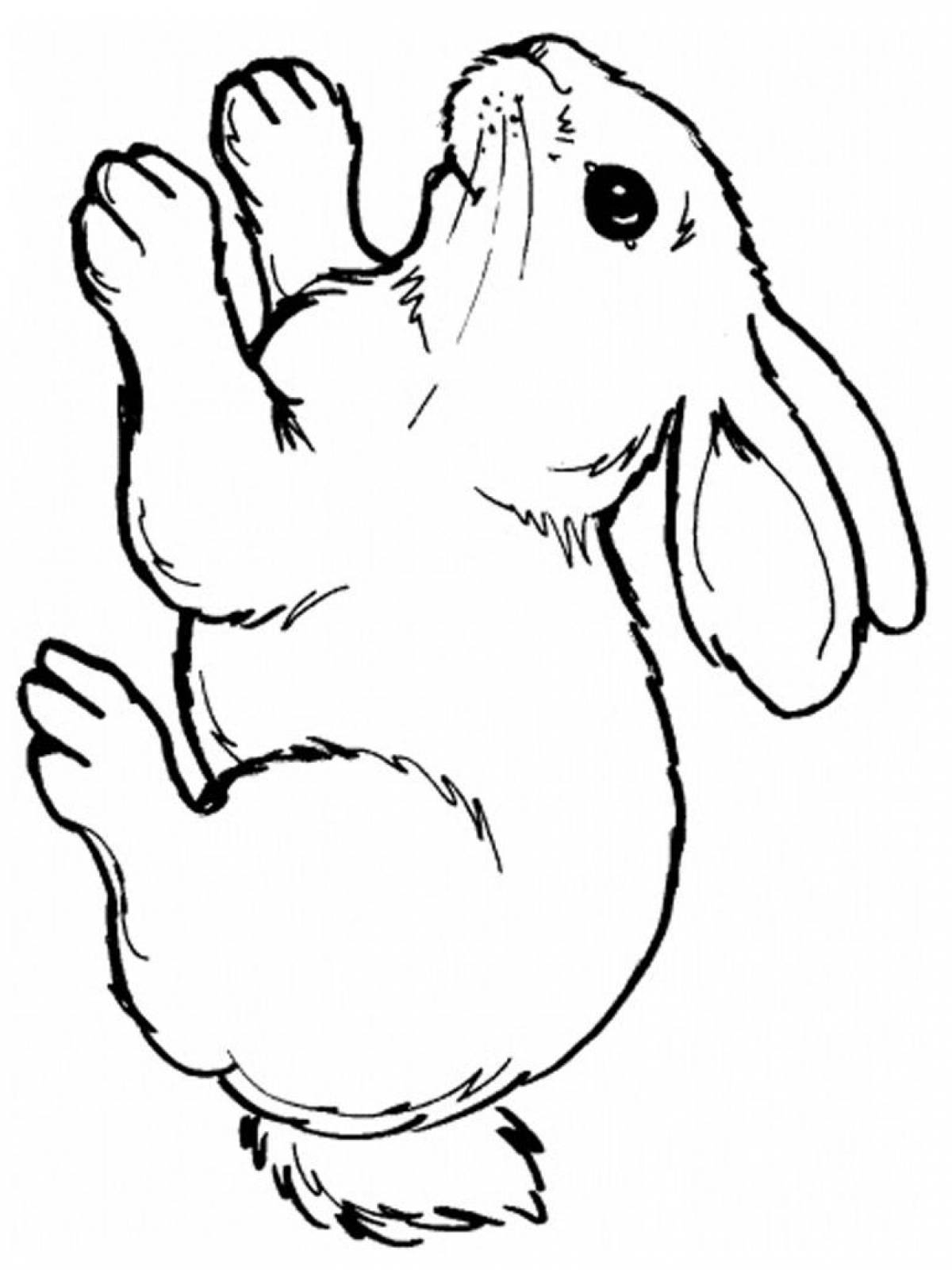 Charming hare coloring picture