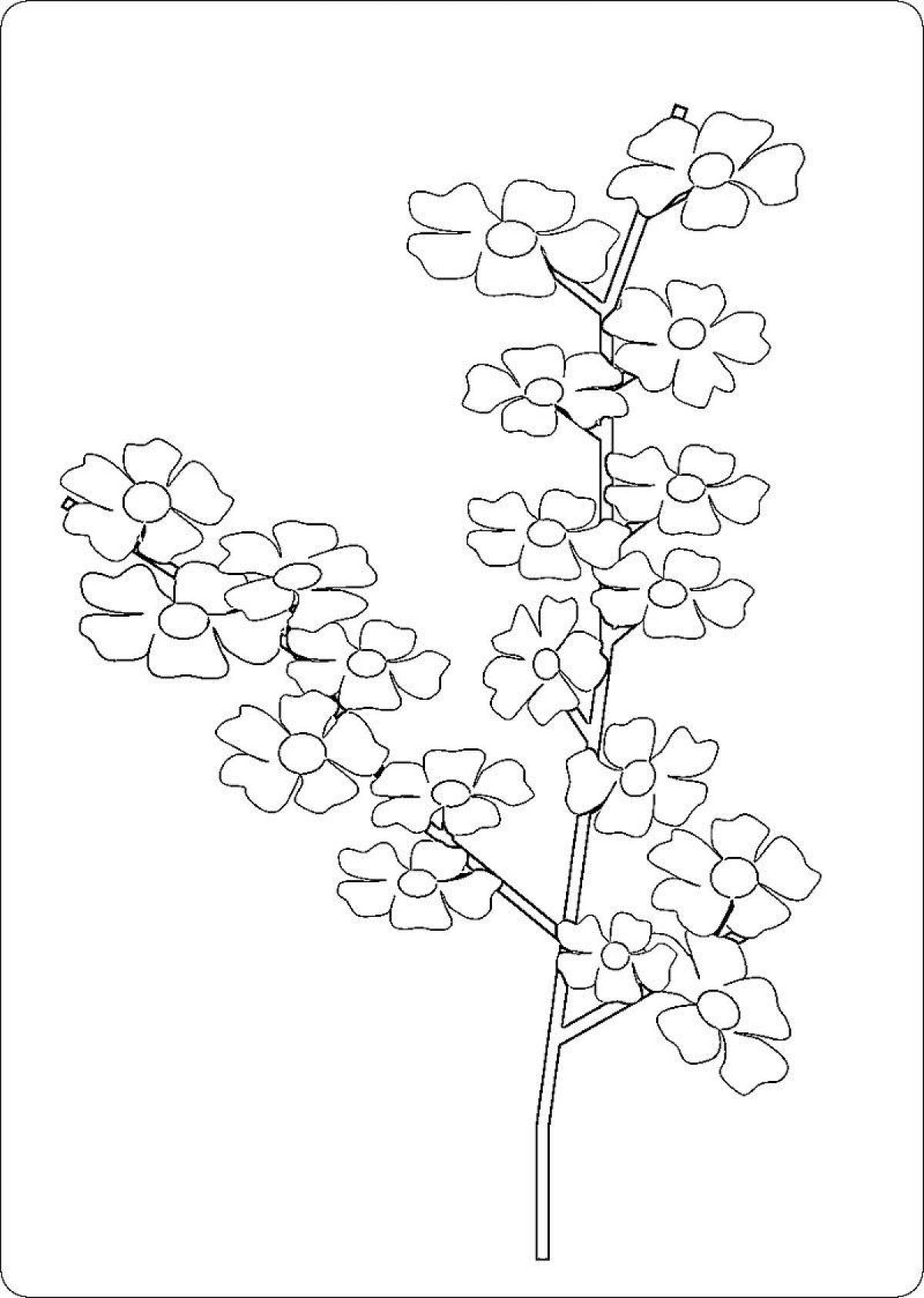 Ветка Сакуры раскраска для детей