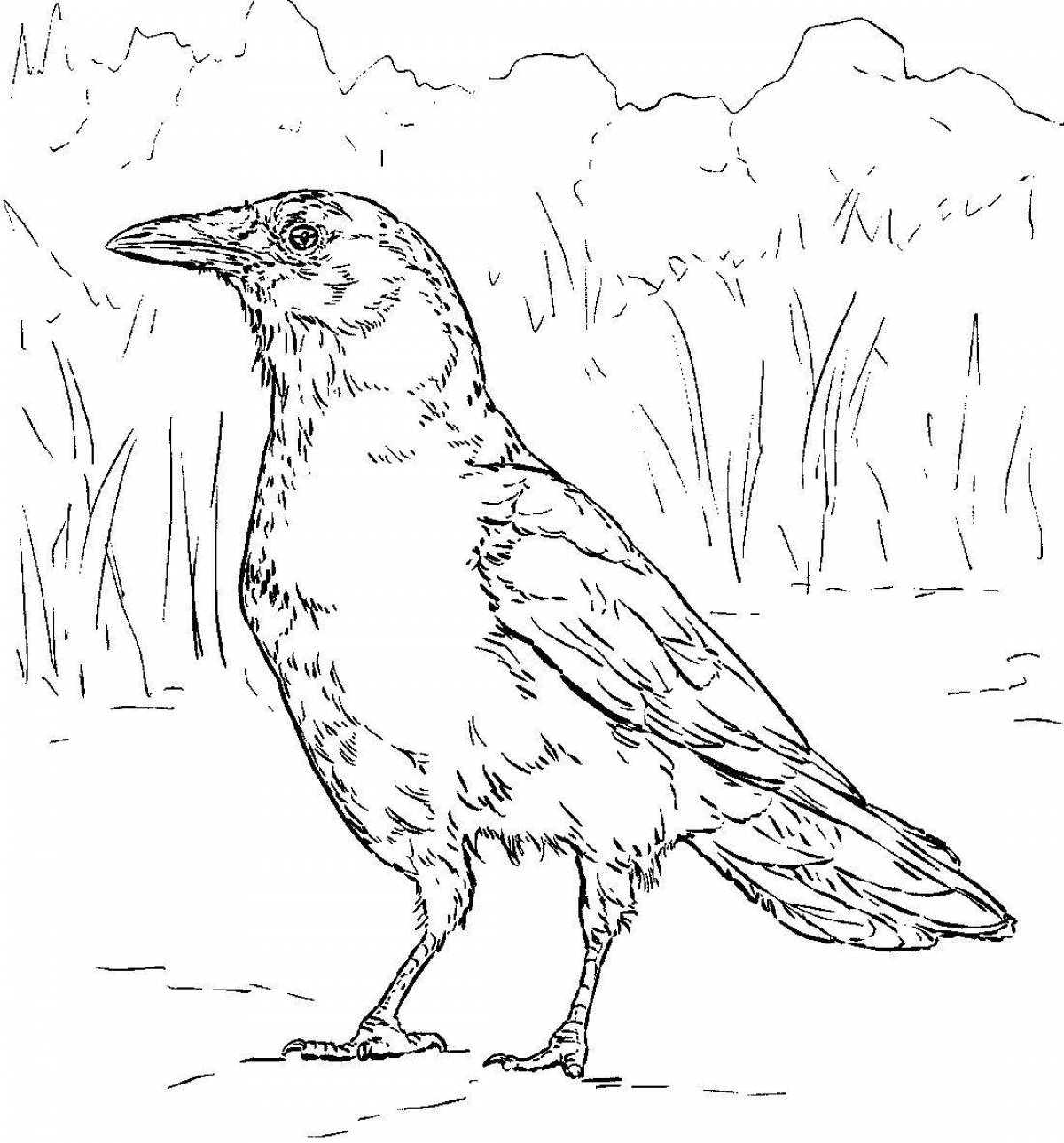 Great crow coloring book for kids