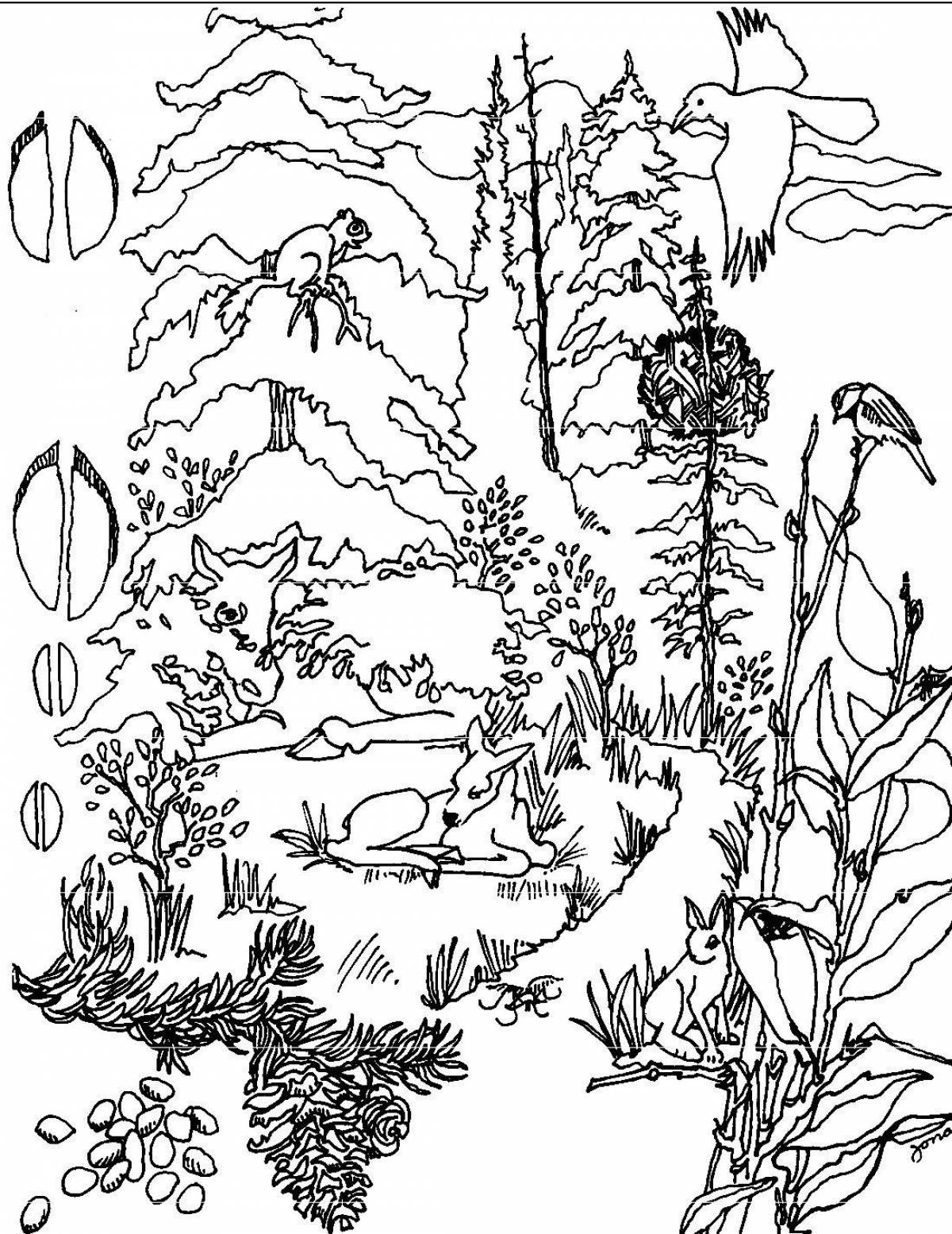 Mysterious forest coloring pages for kids