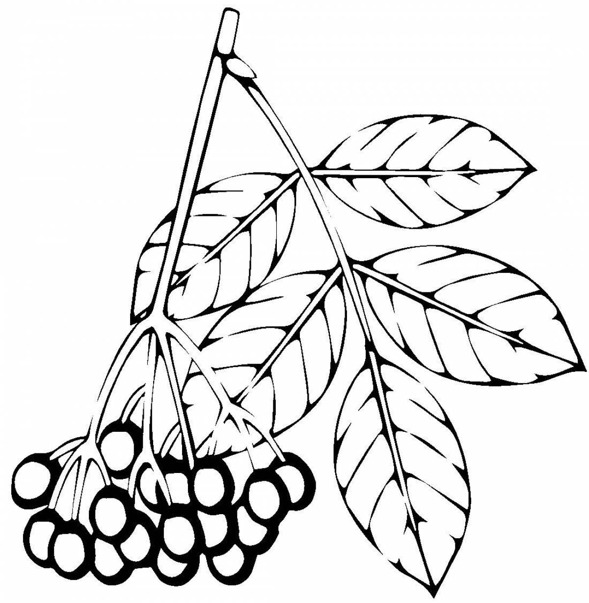 Colorful rowan coloring page