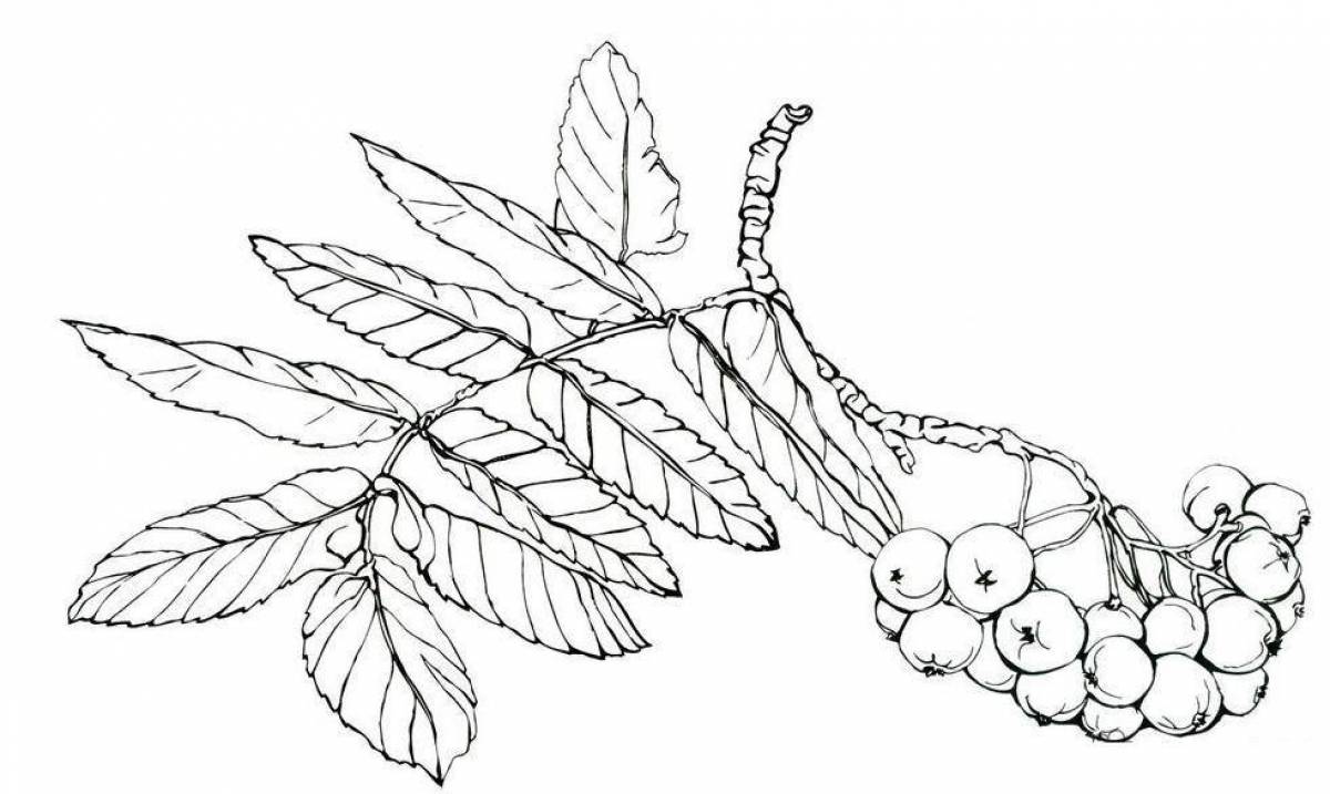 Playful mountain ash coloring page