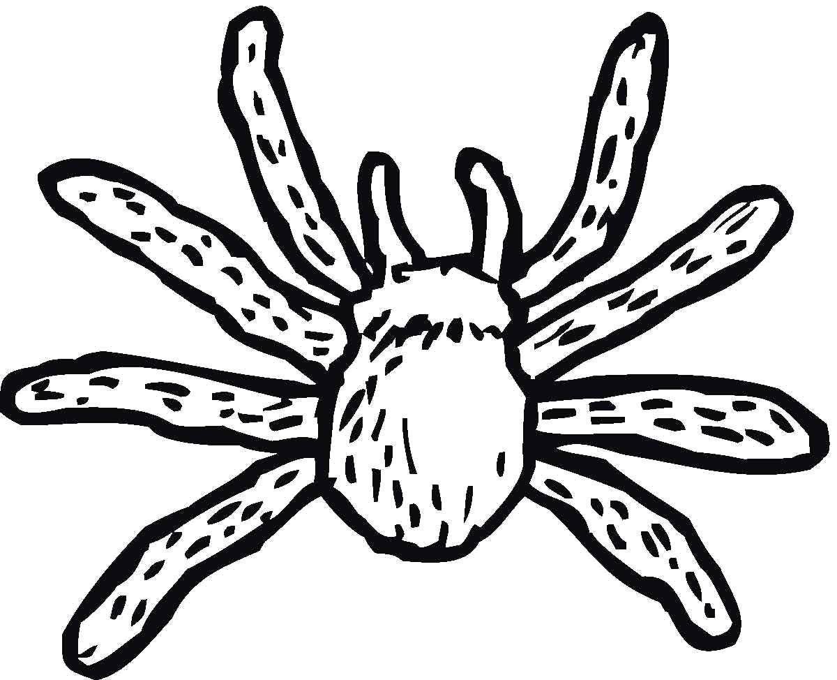 Colorful spider coloring page for kids