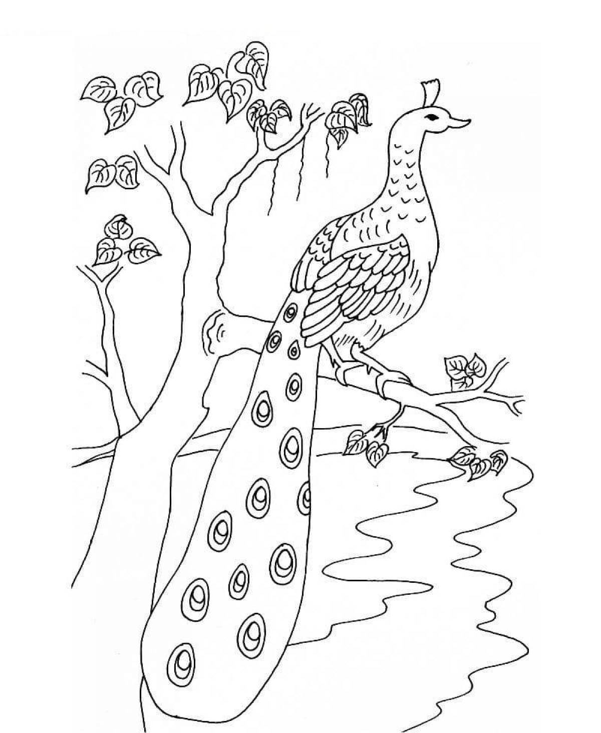 Cute peacock coloring pages for kids