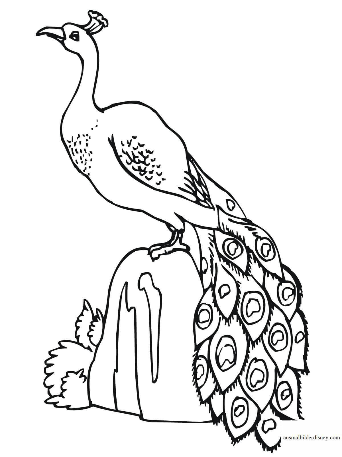 A funny peacock coloring book for kids